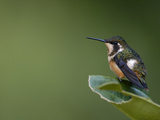 White-Bellied Woodstar (Acestrura Mulsant) Hummingbird Resting on Leaf  Ecuador