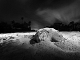 A Nesting Female Leatherback Turtle