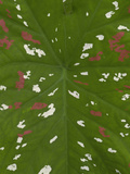 Caladium (Caladium Sp) Leaf Detail in the Rainforest  Yasuni National Park  Ecuador