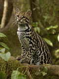 Ocelot (Felis Pardalis) Standing on Buttress Root  Amazon Rainforest  Ecuador