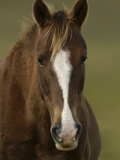 Domestic Horse (Equus Caballus) at a Hacienda in the Andes Mountains  Ecuador
