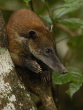Coatimundi (Nasua Nasua) in a Rainforest Tree
