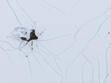A Stink Bug Trapped in a Bucket of Dried Paint