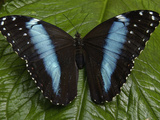 Blue Morpho (Morpho Peleides) Butterfly  on a Leaf in the Rainforest  Ecuador
