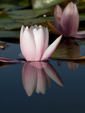 Pink Water Lily Flowers Starting to Open