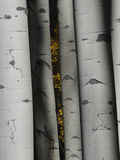 Aspen Tree Trunks with Autumn Leaves in Background
