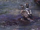 A Pair of Harlequin Ducks Standing on a Rock in Mcdonald Creek