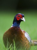 Portrait of a Male Common Pheasant