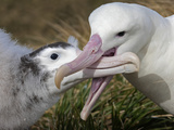 A Wandering Albatross Feeds Krill to Chick