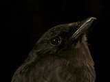 A Black Pitohui Male from New Guinea's Foja Mountains