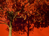 A Bright Red Autumn Tree Casts Shadows on a Bright Red Wall