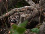 A Well Hidden Bobcat Peeks Out from Behind a Fallen Tree