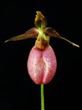 A Pink Lady's Slipper Orchid  Cypripedium Acaule  in Bloom