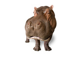 A Hippo  Hippopotamus Amphibius