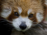 Portrait of a Vulnerable Red Panda  Ailurus Fulgens