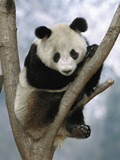 Giant Panda (Ailuropoda Melanoleuca) Endangered  in Tree  Wolong Valley  China