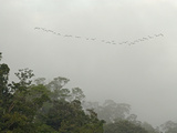 Neotropic Ccrmorants  Phalacrocorax Brasilianus  in Flight