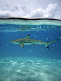 Surface Level View of the Water with a Shark Off the Coast of Manihi
