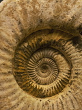 A Fossilized Shell