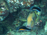 A Goatfish and Cleaner Wrasse at a Cleaning Station