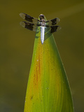A Male Common Whitetail Dragonfly  Libellula Lydia  on Pickerel Weed