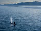 A Killer Whale Blows Water Out of its Blowhole in a Calm Strait
