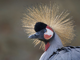 Portrait of a Gray Crowned Crane  Balearica Regulorum