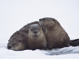 River Otter (Lutra Canadensis) Three in Snow  Western Montana