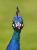 Portrait of an Indian  Common or Blue Peafowl  Pavo Cristatus