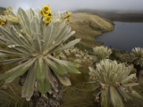 Paramo Flower (Espeletia Pycnophylla)  Lake in Paramo Habitat  El Angel Reserve  Ecuador