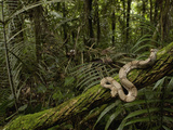 Boa Constrictor (Boa Constrictor) Coiled around a Mossy Tree Branch in the Rainforest