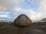 A Bull Elephant Seal Rests on a Beach
