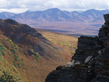 Dall's Sheep (Ovis Dalli) Ram Bedded Down on Cliff  Denali National Park  Alaska