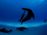 Galapagos Sea Lions Starving During an El Nino Year