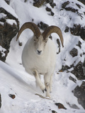 Dall Sheep (Ovis Dalli) Ram  Yukon Territory  Canada