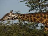 A Masai Giraffe Eating Tree Top Leaves