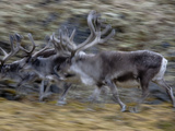 Svalbard Reindeer Run across an Arctic Landscape