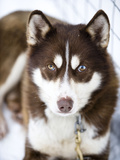 A Husky Sled Dog
