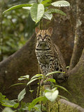 Ocelot (Felis Pardalis) Standing on Buttress Root  Amazon Rainforest  Ecuador
