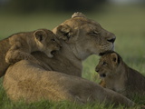 African Lioness  Panthera Leo  Resting with Cubs
