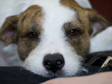 Portrait of a Mixed Breed Pet Dog