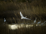Egrets Along Water's Edge