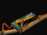 Splendid Leaf Frog (Agalychnis Calcarifer) Climbing on Plant Stem  Ecuador