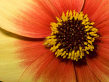 Close Up of a Dahlia Flower