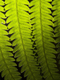 Close Up of Backlit Fern Fronds