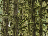 Moss Covered Trees  Hoh Rainforest  Olympic National Park  Washington