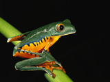 Splendid Leaf Frog (Agalychnis Calcarifer) Sitting on Plant Stem  Esmeraldas  Ecuador