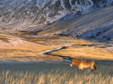Przewalski's Horse (Equus Caballus Przewalskii) in Winter Coat  in Grassland  Mongolia