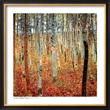 Forest of Beech Trees  c1903