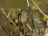 A Warbler Finch  Certhidea Olivacea  Perched in a Bush